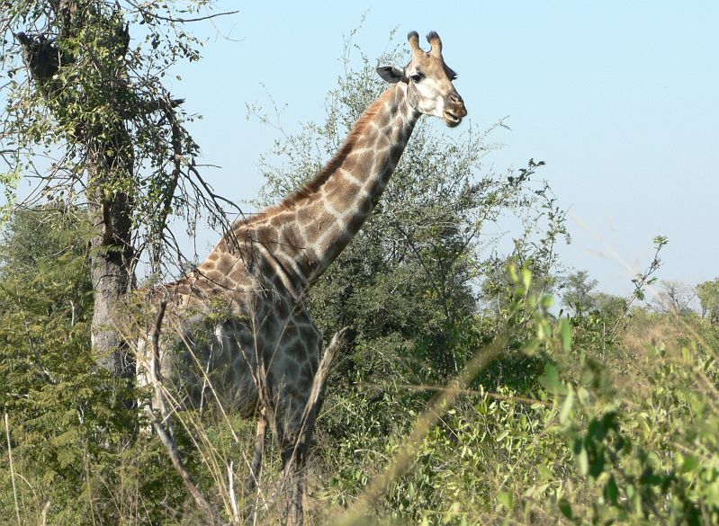 JAR 395_zir.JPG - Žirafa zjišťuje, co to přijelo.